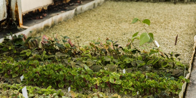 Edgings & mulches