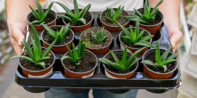 Plant trays & saucers 