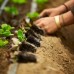 Fort Vee All-Purpose Compost-Based Potting Mix