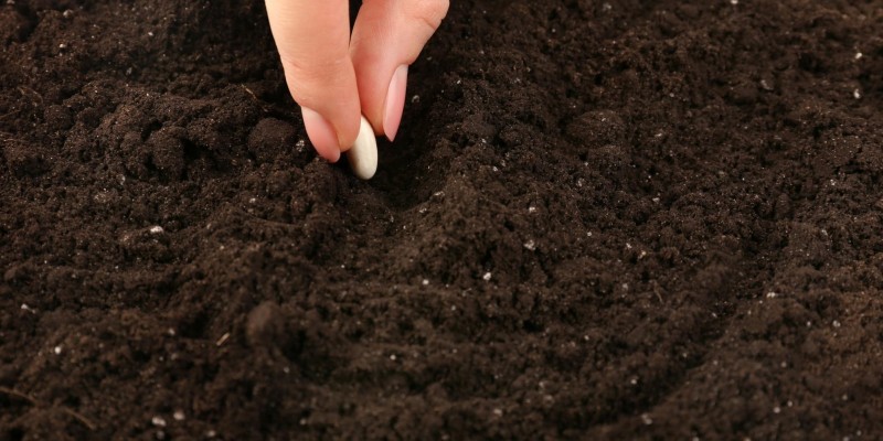 Seed starting soil Seed starting soil
