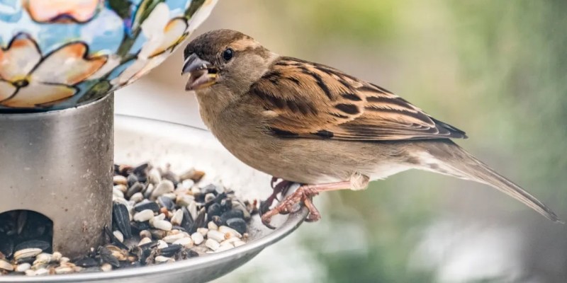 Bird feeders