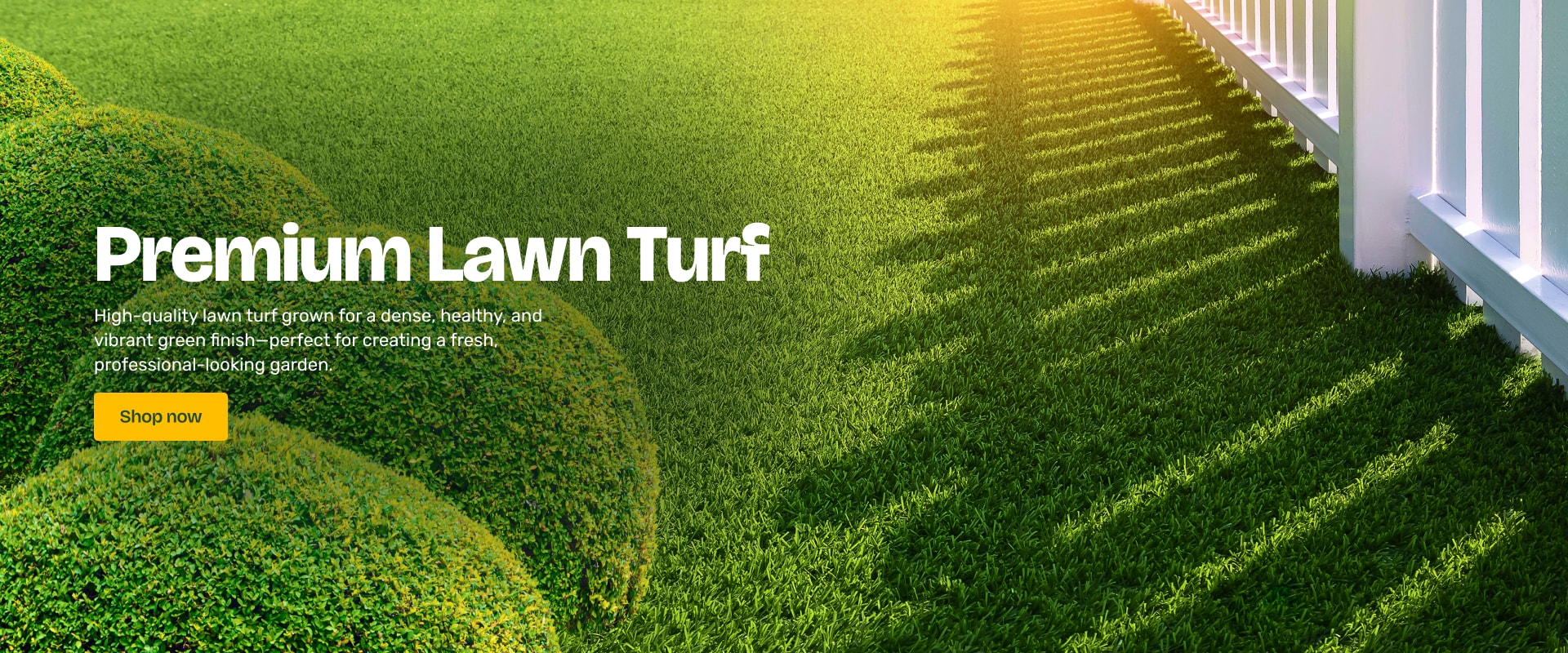 Lawn grass